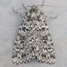 Image result for Dissotis speciosa