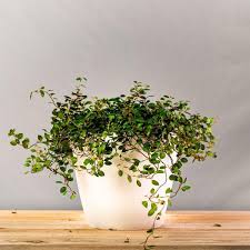 I also once grew a climbing jasmine successfully in a corner window encompassing every corner of a southwestern exposure in the pacific northwest. Buy Angel Vine Muehlenbeckia Online Garden Goods Direct