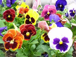 What garden flowers can you eat. 10 Edible Garden Plants