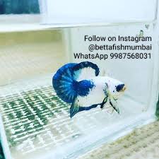Bettaindia Bettafish Bettafishcommunity Betta Bettamumbai Bettamale Bettafishes Bettainsta Instabetta Bettamales Bettafishmumb Fish Pet Pets Animals