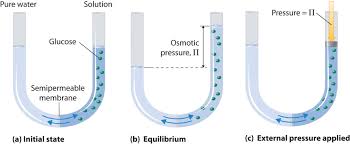 Simple diffusion is carried out by the actions of hydrogen bonds forming between water molecules and solutes. Solutions