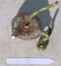 Image result for Amorphophallus richardsiae