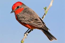 The mockingbird is the state bird of texas. 25 Best Birds To See In Texas
