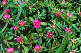 Image result for Portulacaceae