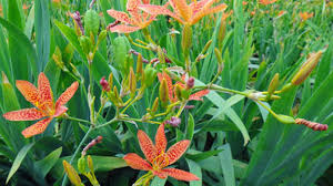 Check spelling or type a new query. Blackberry Lily Iris Domestica Profile Rayagarden