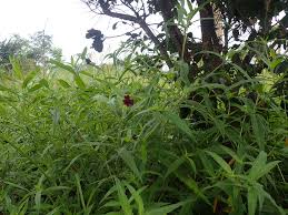 Image result for Aspilia kotschyi