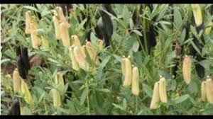 Image result for Crotalaria natalitia