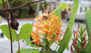 Image result for Helichrysum moggii