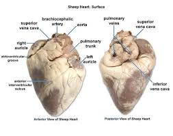 The heart sits more on the left side of the body than on the right side in most people, and locating the apex usually starts by identifying just where the heart begins and ends. Get Your Blood Pumping With A Sheep Heart Dissection Kidskud