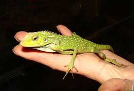 Image result for Urochloa jubata