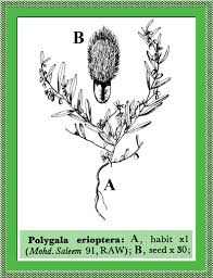 Image result for Polygala erioptera