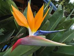 El ave del paraíso puede reproducirse de forma tradicional, es decir mediante semillas, pero el proceso. Pin On Mis Flores Pintare