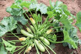 A single zucchini can yield new crops without needing another plant. Zucchini Plant Zucchini Flower Green Vegetable Marrow Growing Stock Photo Picture And Royalty Free Image Image 135566269