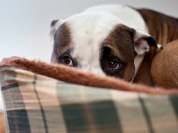 Ensure your dog gets adequate, daily exercise, preferably before you leave. How To Calm An Anxious Dog With Supplements Toys More