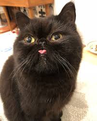 乙女チックネブくん なんなんでしょ この顔 ベロ お目目 ベロがハート お耳大っきい catsofinstagram にゃんすたぐらむ exoticshorthair cat 猫 ニャンコ エキゾチックショートヘア ネブくん 黒猫 エキゾチックショートヘア 可愛すぎる動物 猫