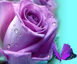 Pin By Kathy Odum On I Like Purpule Purple Roses Wallpaper Purple Roses Purple Flowers