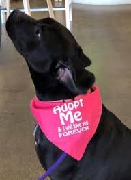 Adoption fees are indicated in the animal's profile. Dog For Adoption Foster Homes Needed For Puppies Dogs A Hound Retriever Mix In South Portland Me Petfinder