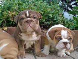 In the case of the english bulldog, the high cost associated with this breed goes beyond the price of a puppy bought from a breeder. English Bulldogs Deluxe Bulldogs Adoption Providing Quality Akc Bulldog Puppies