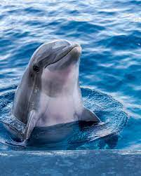 We did not find results for: Dolphin Wallpapers Free Hd Download 500 Hq Unsplash
