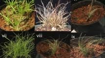 Image result for Xerophyta scabrida