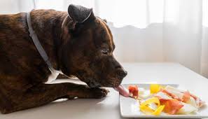What is the best dog food for pitbulls? Taking Proper Care Of Your Pitbull Puppies Red Dog Betty