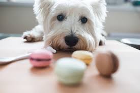 Then, call your veterinarian immediately to tell them how much and what kind of chocolate the dog has eaten. Dog Ate Chocolate Archives The Whole Pet Vet Hospital And Wellness Center