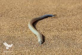 This is the smallest flying snake species, reaching up to two feet in length. A Desert Safari In Dorob Nomadic By Nature