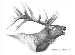 Elk Drawing Google Zoeken