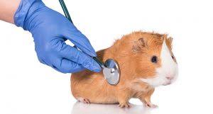 Hamster Hastaliklari Ve Temel Belirtileri Nelerdir Petzz Blog