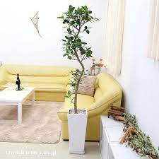 観葉植物 スパイラル仕立てのフランスゴムの木 10号 選べる陶器鉢 zタイプ フランスゴムの木 ゴムの木 観葉植物