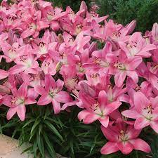 I have had this plant for several years and i don't know why i planted it with red carpet border lilies, but i did. Pink Carpet Border Lilies Breck S