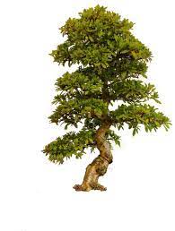 Tree Png By Camelfobia On Deviantart Fantasy Tree Tree Drawing Tree Textures