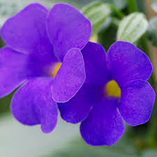 Image result for Thunbergia battiscombei