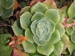 Lumea infrigurata si lumea calduroasa. Poze Cactus PlantÄƒ Floare GheaÅ£Äƒ Verde BotanicÄƒ FlorÄƒ Planta Cu Flori Plantelor Suculente Crassulaceae Familia Stonecrop Teren De Plante 2848x2136 1085207 Poze Frumoase Pxhere