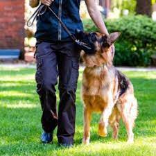 Puppy classes, dog training classes, obedience skills, social skills & in home explore our dog training services offered in minneapolis, mn area learn our simple proven system for turning your pooch into a go anywhere dog™. K9 Boot Camp