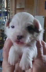 Vous avez bien réfléchi et êtes prêt à accueillir un compagnon dans votre foyer ? Chiot A Donner Limoges Sosanimaux