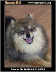 Usually known as the most difficult or most challenging part of adopting a pet, the adoption process is actually pretty easy once you get to know what to expect. Pin On Pomeranians
