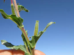 Image result for Oenothera indecora