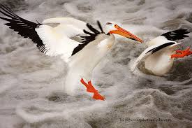 White Bird With Large Beak Catching Fish While Swimming With The Pouch Within Their Large Beaks Is The Main Method That White American Pelicans U Bird Watchers Bird Species Catching Fish