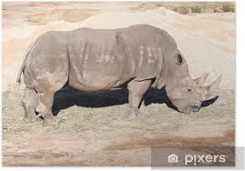 Nashorn … rhinozeros — rhi nozerosn 1.dummermensch.daßdasrhinozeros(nashorn)zumschimpfwortaufdendummenwurde. Poster Rhinozeros Pixers Wir Leben Um Zu Verandern