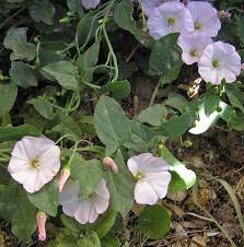 Image result for Convolvulaceae