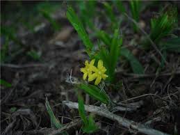 Image result for Hypoxis nyasica