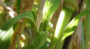 Image result for Zea mays