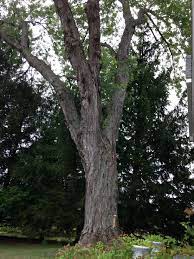 100 Year Old Silver Maple Tree Picture All Pictures