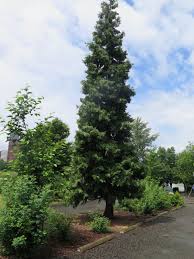 Image result for Calocedrus decurrens