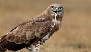Elang atau eagle adalah burung pemangsa yang cukup dikenal karena penampilan. 300 Gambar Elang Vs Ular Hd Paling Baru Infobaru