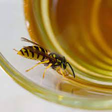 Mit wassernebel gegen die insekten vorgehen. Wespen Wie Wird Man Wespen Wieder Los Die Besten Tricks Und Tipps Verbraucher