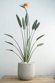 Flowervine Flower Bird Naver Blog House Plants Indoor Plant Decor Indoor Plant Decor