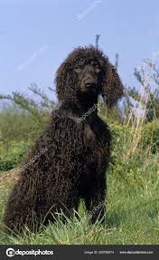 Image result for irský vodní španěl