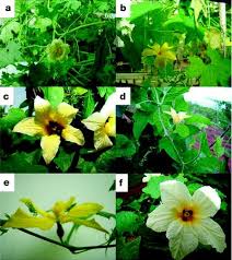 Image result for Momordica pterocarpa